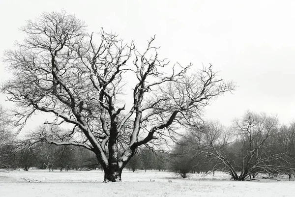 Paisaje de nieve en un parque — Foto de Stock