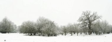 Kışın kar manzarası