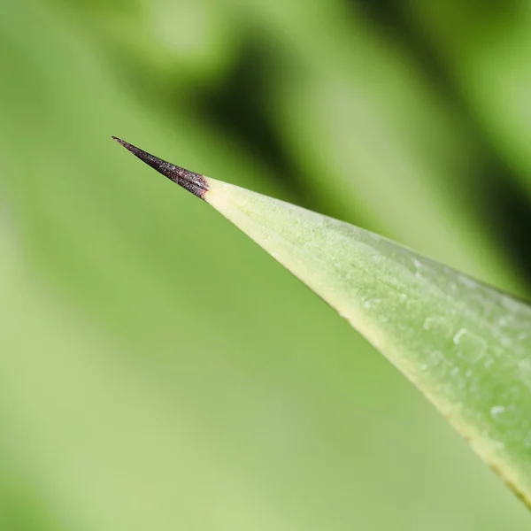 Agave con spina — Foto Stock