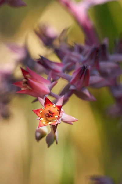 Kwiaty gibbiflora Echeveria — Zdjęcie stockowe
