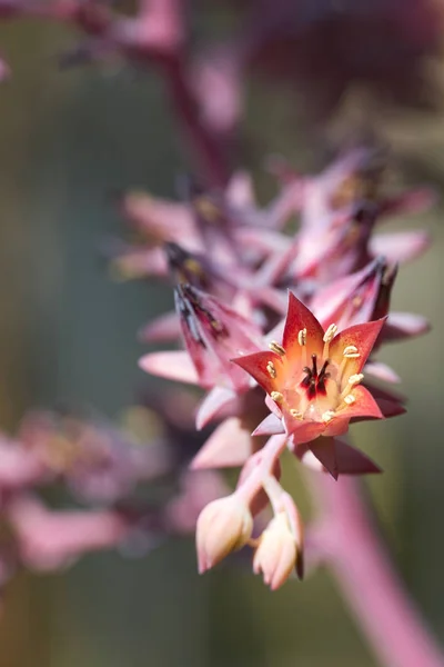 Λουλούδια της μια Echeveria gibbiflora — Φωτογραφία Αρχείου