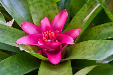Cins bromeliad bir çiçek 