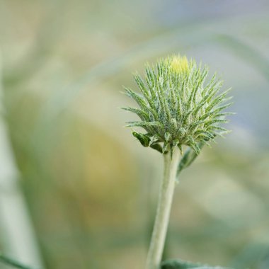 devedikeni çiçeği