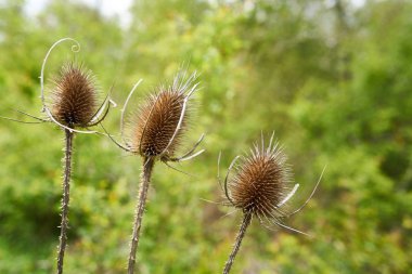 Bir orman yolu üzerinde deve dikeni 
