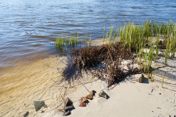 River Elbe near Magdeburg — Stock Photo, Image