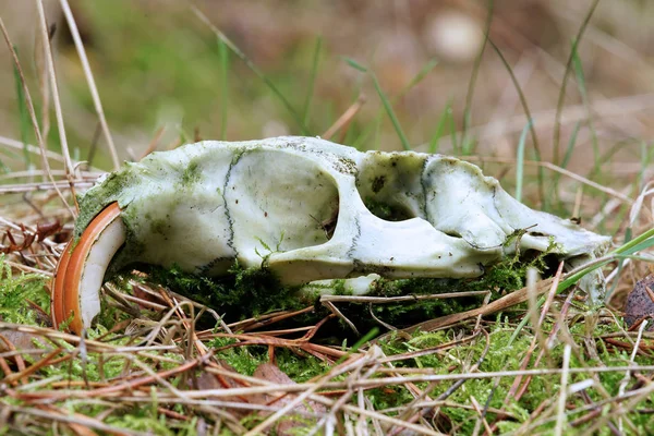 Skalle av en nutria — Stockfoto