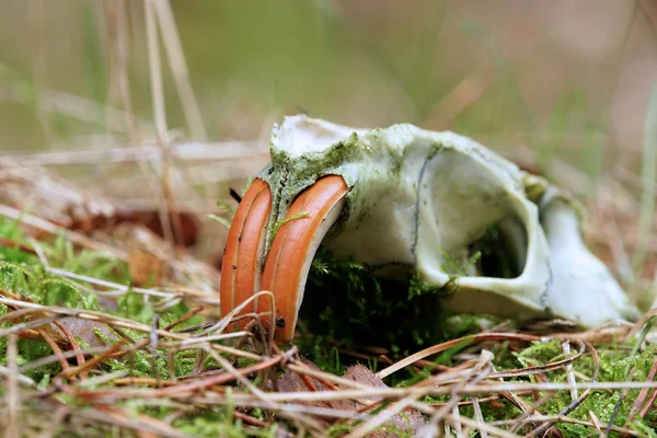 Skalle av en nutria — Stockfoto