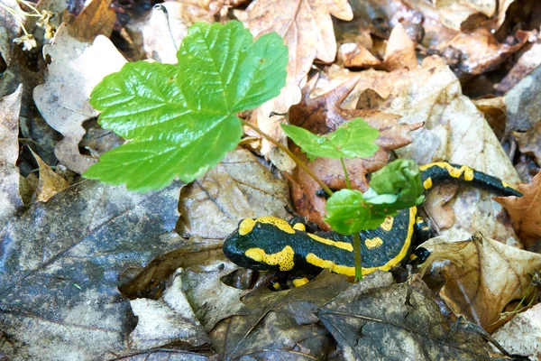 Tűz a Szalamandra a Harz nemzeti parkban — Stock Fotó