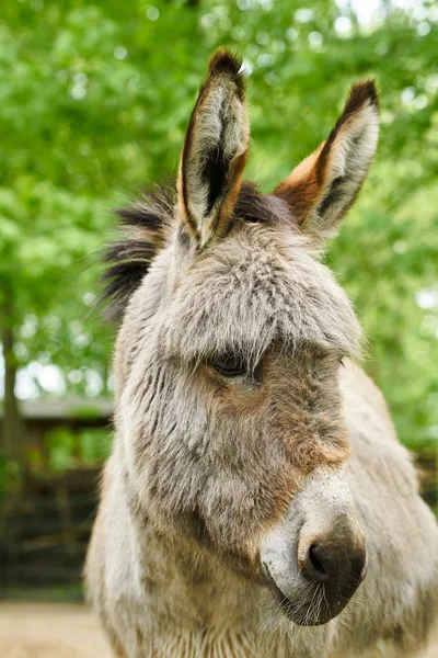 Donkey on a farm in Germany — Stock Photo, Image