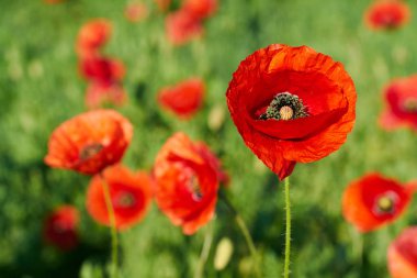  Kırmızı gelincikler tarlada