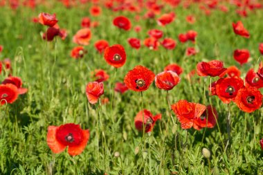  Kırmızı gelincikler tarlada