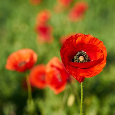  Kırmızı gelincikler tarlada