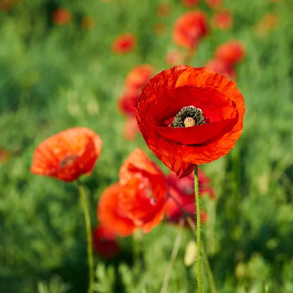  Kırmızı gelincikler tarlada