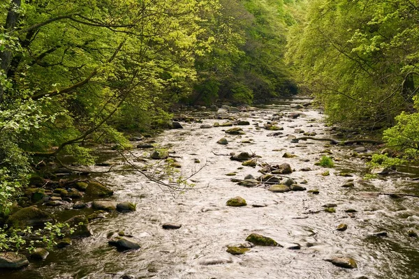 这条河预示在哈尔茨国家公园 — 图库照片