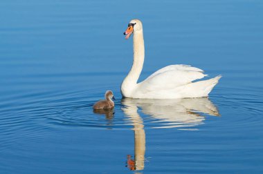 Kuğular gölde Mueritz Milli Parkı'nda 