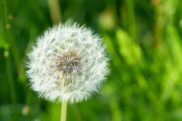 Çayırda karahindiba 