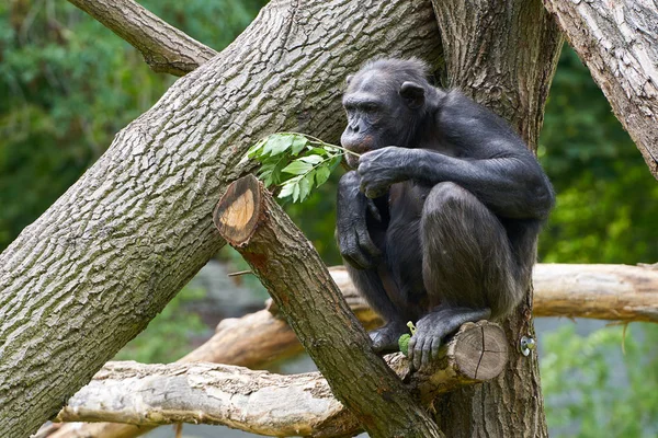 Csimpánz ül egy fatörzsön — Stock Fotó