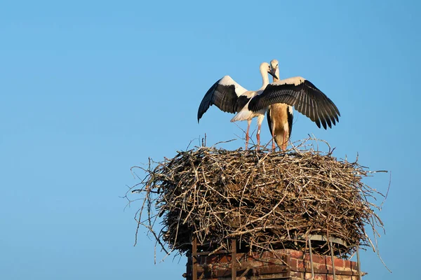 Storks in a nest — Stock Photo, Image