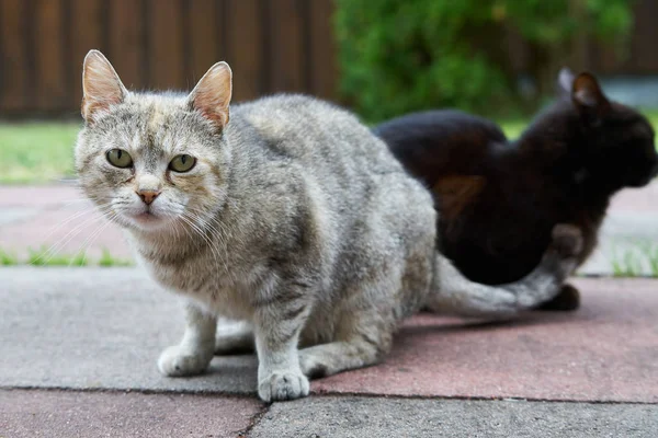 호기심 고양이 두 마리 — 스톡 사진