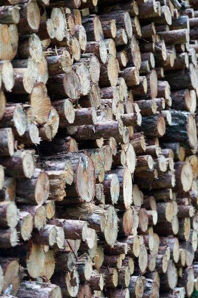 Stacked tree trunks — Stock Photo, Image