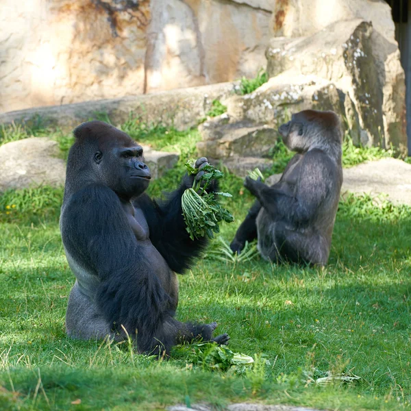 Gorilla under utfodring — Stockfoto
