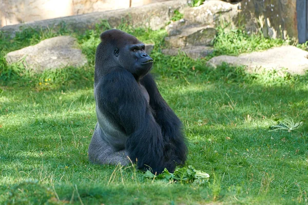 Gorila během krmení — Stock fotografie