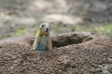 dikkatli Çayır köpeği 