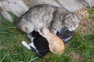 Kedi anne ve genç yavru kedi