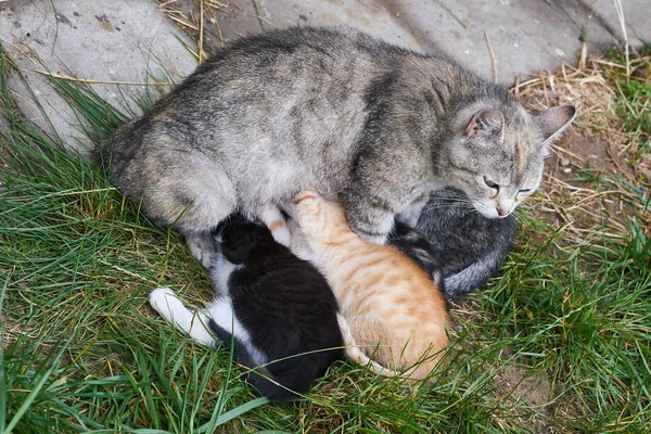 Kedi anne ve genç yavru kedi