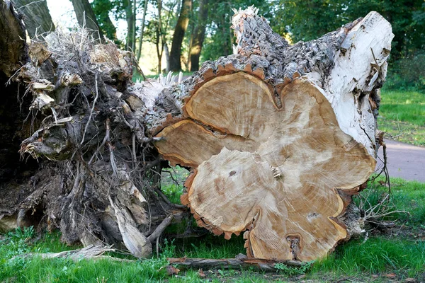 Efter en storm — Stockfoto