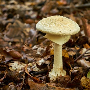 Amanita citrina ormanda 