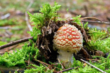 sinek agaric mantar Güz