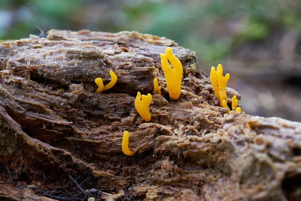 Calocera κερατοειδούς σε ένα νεκρό δέντρο — Φωτογραφία Αρχείου