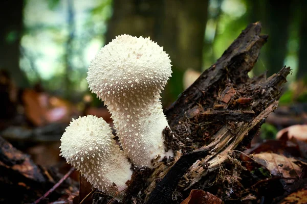 Lycoperdon perlatum na floresta — Fotografia de Stock