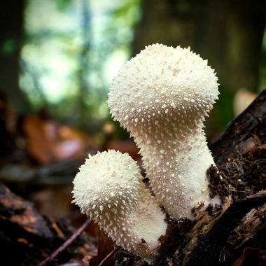 Lycoperdon perlatum ölü bir ağaç gövdesi üzerinde 