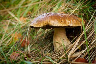 bir ormandaki Porcini mantar