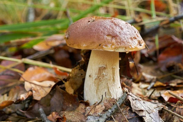Funghi porcini in un bosco — Foto Stock