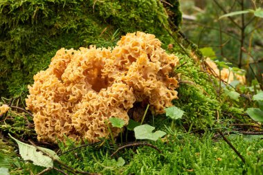 Cauliflower mushroom in the forest clipart