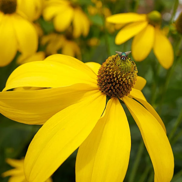 Fleur jaune avec une mouche — Photo