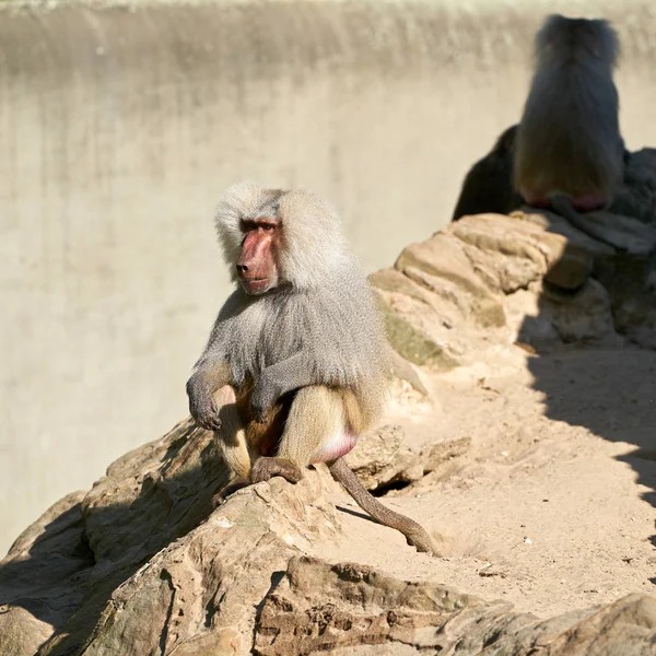 Maymun bir kayanın üzerinde — Stok fotoğraf