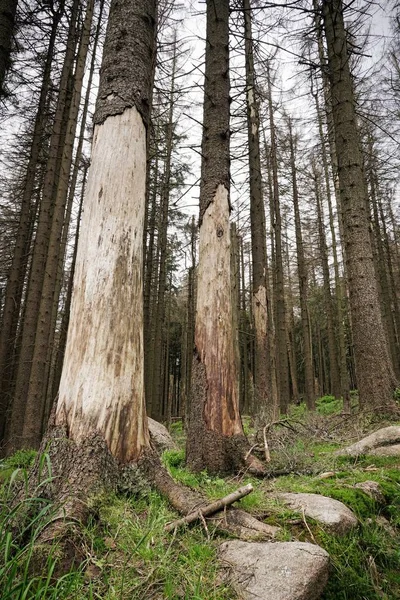 Por Bosque Dañado Por Escarabajo Corteza Parque Nacional Harz Alemania — Foto de Stock