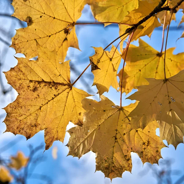 Bladeren Van Een Esdoorn Met Gele Herfst Kleuring Een Forest — Stockfoto