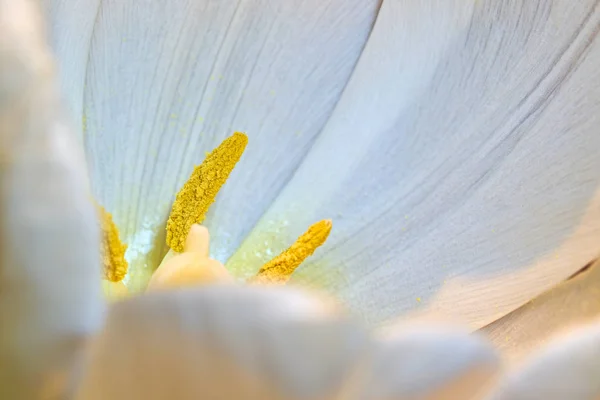 Floraison Une Tulipe Blanche Printemps — Photo