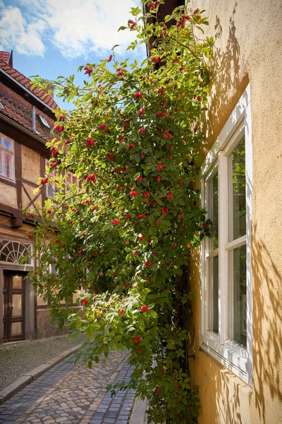 小巷在奎德林堡老城区与玫瑰灌木 — 图库照片