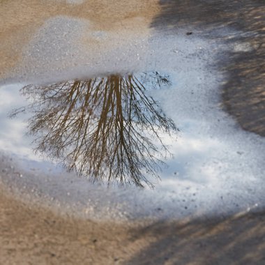 Yansıma yol üzerinde bir su birikintisi içinde ağaç