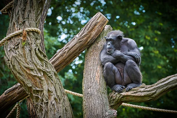 Chimpanzee in an animal park sits on a tree