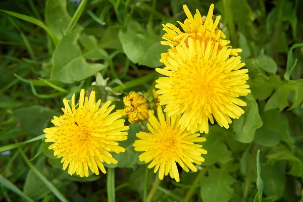 Blommande Maskrosor Äng Våren — Stockfoto