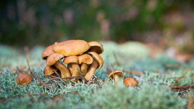 Jersey inek mantarı (Suillus bovinus) sonbaharda orman zemininde