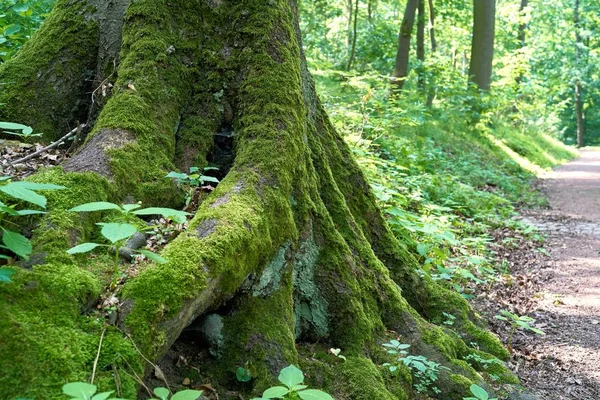 Tronco Árboles Con Raíces Árboles Una Ruta Senderismo Bosque Turingia — Foto de Stock