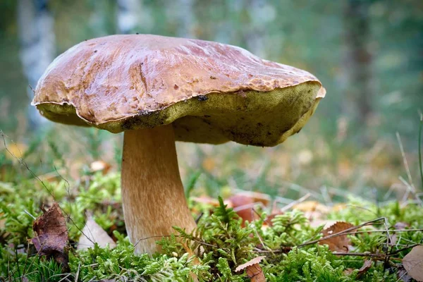 Μανιτάρι Boletus Δάσος Φθινόπωρο — Φωτογραφία Αρχείου